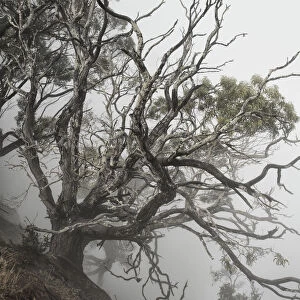USA, Hawaii, Kauai, Waimea Canyon, tree at the edge of the canyon in fog