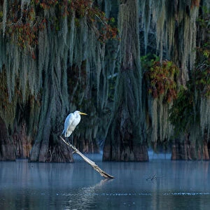 USA, Louisiana, Atchafalaya Basin, Lake Martin, Egret