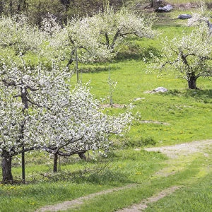 USA, New England, Massachusetts, Bolton, apple trees in bloom, springtime