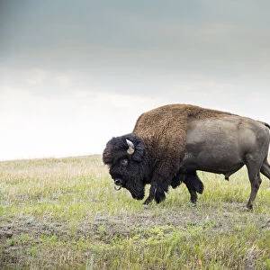 USA, North Dakota, Bison, Theodore Roosevelt National Park, South Unit