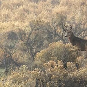 USA, Oregon, Malheur County, Malheur river, Odocoileus hemionus, Mule deer