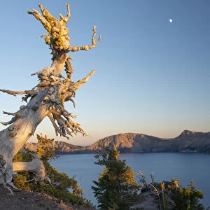 USA; Pacific Northwest, Oregon, Crater Lake, National Park