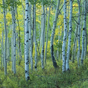 USA, Rocky Mountains, Colorado, Crested Butte, Aspen forest