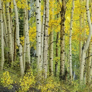 USA, Rocky Mountains, Colorado, Gunnison National Forest, Crested Butte, Aspen forest
