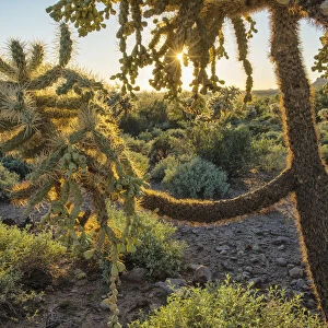 USA, Southwest, Arizona, Phoenix, Cactus in Lost Dutchman State Park