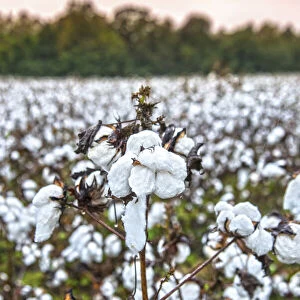 USA, Statesboro, Georgia, Cotton Field, Autumn