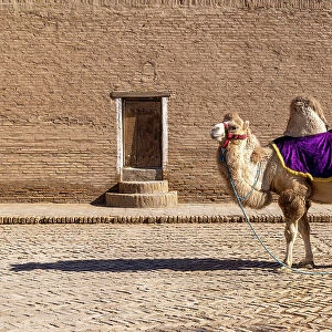 Uzbekistan, Khiva, a camel stands in front of the Mohammed Rakhim Khan Madrassah