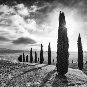 Val d'Orcia Cypress Rows Print, Black and White Val d'Orcia Cypress Rows Print, Black and White