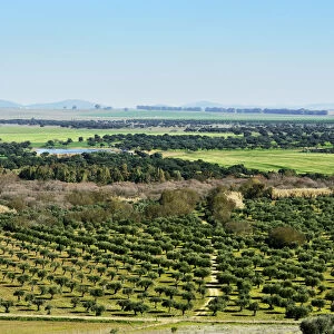 The vast plains of Alentejo and Spain with farms, olive trees and cork trees. Portugal