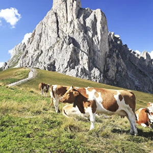 Veneto, cows at Giau pass, in the background La Gusela mountain, Italy