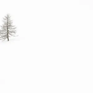 Veneto Larch Print in White Snow