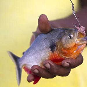 Venezuela, Delta Amacuro, Orinoco Delta, Warao man holding piranha fish