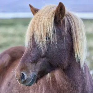 Vesturland Region Wild Horse Print Vesturland Region Wild Horse Print