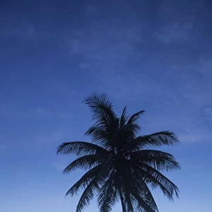 Vietnam, Mui Ne, Mui Ne Beach, Palm Trees at Sunset