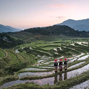 Vietnam, Sapa. Red Dao women on rice paddies at sunrise (MR)