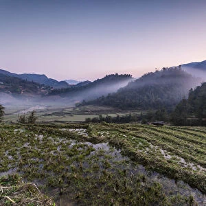 Vietnam, Sapa. Sunrise over rice paddies