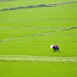 Vietnamese woman working in rice fields, Son Trach, Bo Trach District, Quang Binh