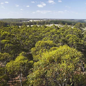 View over Gloucester National Park, Pemberton, Western Australia, Australia