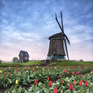 View of multicolored fields of tulips and windmills at spring Berkmeer Koggenland