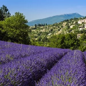 View of village of Aurel with field of lavander in bloom, Provence, France