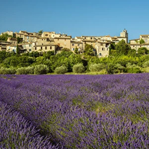 View of village of Saignon with field of lavander in bloom, Provence, France