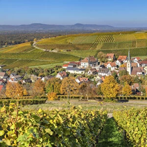 View across the vineyards of Ebringen to Kaiserstuhl, Markgrafler Land, Black Forest, Baden-Wurttemberg, Germany