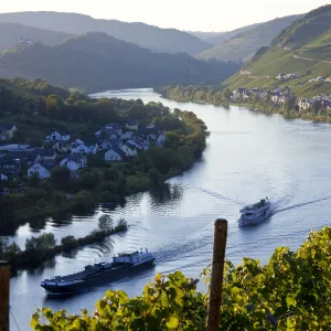 View over vineyards & Mosel River towards Kaimt Mosel Village, Mosel Valley