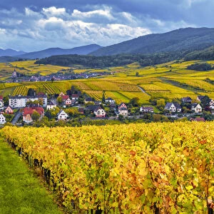View over Vineyards near Riquewihr, Alsace, France