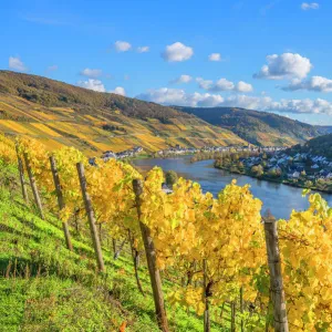 View at Zell, Mosel valley, Rhineland-Palatinate, Germany