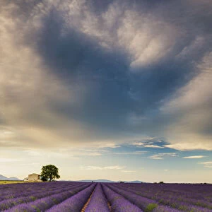 Villa & Field of Lavender, Provence, France
