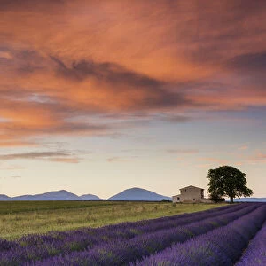 Villa & Field of Lavender at Sunrise, Provence, France