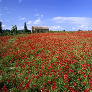 Villa in Field of Poppies, Tuscany, Italy