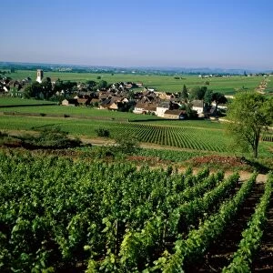 Village & Vineyards