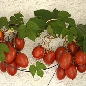 Vine tomatoes, Mirtos, Crete, Greece, Europe