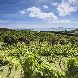 Vines of Mudbrick Vineyard and Restaurant, Waiheke Island, Auckland, North Island