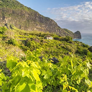 Vineyard and fruit plantations, with Clerigo Point in the background