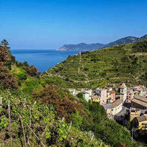 Vineyard in Manarola, Cinque Terre, UNESCO World Heritage Site, Liguria, Italy