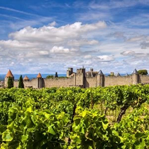 Vineyard with the medieval fortified citadel behind, Carcassonne, Languedoc-Roussillon