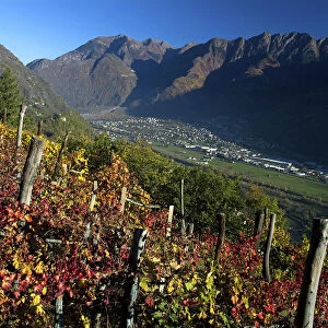 A vineyard in the rethian Alps in autumn near Morbegno, in the background the Orobian