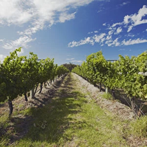 Vineyards of Cullen wine estate, Margaret River, Western Australia, Australia