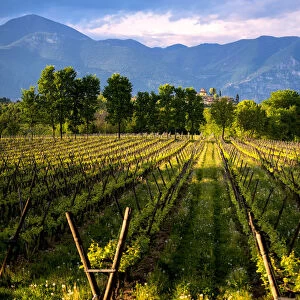 Vineyards in Franciacorta at sunset, Brescia province, Italy, Lombardy district, Europe