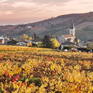 Vineyards of Julienas, Beaujolais region, Rhone Alpes, France