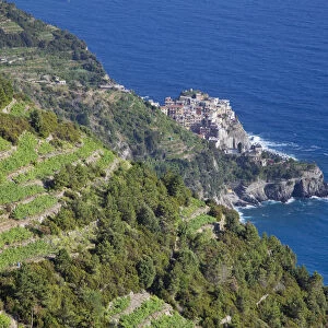 Vineyards above Manarola, Cinque Terre, Riviera di Levante, Liguria, Italy