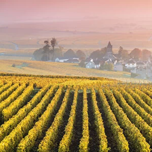 Vineyards in the mist at sunrise, Oger, Champagne Ardenne, France