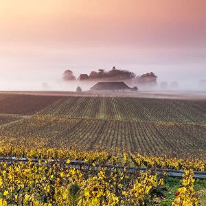 Vineyards near Aloxe Corton at sunrise, Cote d Or, Burgundy, France