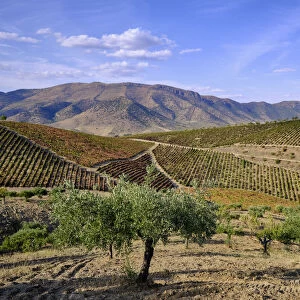 Vineyards and olive trees, the main crops around Barca d Alva, Alto Douro