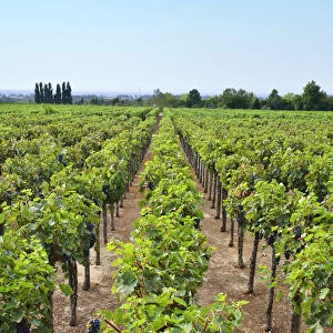 Vineyards at Quinta da Bacalhoa. Azeitao, Portugal