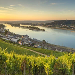 Vineyards and River Rhine at sunrise, Rudesheim, Rhineland-Palatinate, Germany