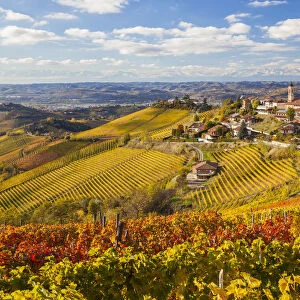 Vineyards, Treiso, nr Alba, Langhe, Piedmont (or Piemonte or Piedmonte), Italy