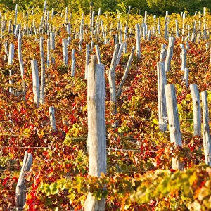 Vineyeards in autumn. Veneto, Italy